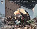 Capi_Dubne_20250604_054502.jpg