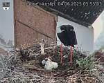 Capi_Dubne_20250604_055503.jpg