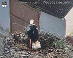 Capi_Dubne_20250604_062003.jpg