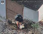 Capi_Dubne_20250604_062503.jpg