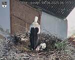 Capi_Dubne_20250604_063503.jpg