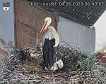 Capi_Dubne_20250604_064002.jpg