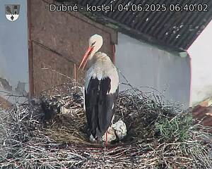 Capi_Dubne_20250604_064002.jpg (1350 x 1080)