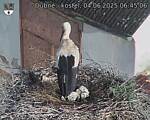Capi_Dubne_20250604_064506.jpg