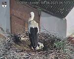 Capi_Dubne_20250604_065003.jpg