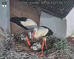 Capi_Dubne_20250604_065503.jpg
