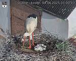 Capi_Dubne_20250604_070003.jpg