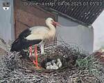 Capi_Dubne_20250604_070503.jpg