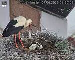 Capi_Dubne_20250604_072003.jpg
