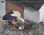 Capi_Dubne_20250604_073003.jpg