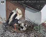 Capi_Dubne_20250604_073503.jpg