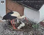 Capi_Dubne_20250604_074003.jpg
