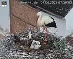 Capi_Dubne_20250604_075003.jpg