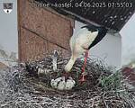 Capi_Dubne_20250604_075503.jpg