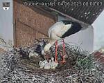 Capi_Dubne_20250604_080003.jpg