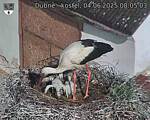 Capi_Dubne_20250604_080503.jpg
