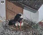 Capi_Dubne_20250604_082003.jpg