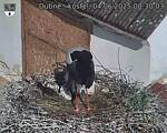 Capi_Dubne_20250604_083003.jpg