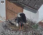 Capi_Dubne_20250604_084003.jpg