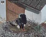 Capi_Dubne_20250604_084503.jpg