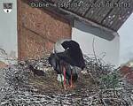 Capi_Dubne_20250604_085003.jpg
