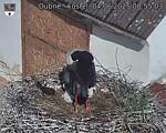 Capi_Dubne_20250604_085503.jpg