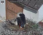 Capi_Dubne_20250604_090003.jpg