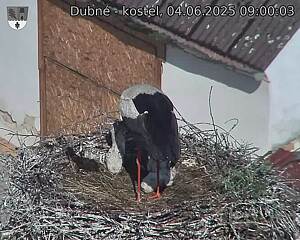 Capi_Dubne_20250604_090003.jpg (1350 x 1080)