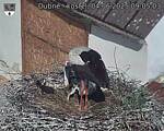 Capi_Dubne_20250604_090503.jpg