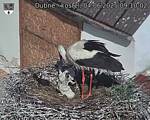 Capi_Dubne_20250604_091002.jpg