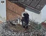 Capi_Dubne_20250604_092502.jpg