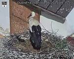 Capi_Dubne_20250604_093503.jpg