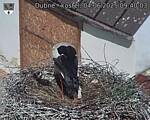 Capi_Dubne_20250604_094003.jpg