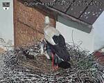 Capi_Dubne_20250604_094502.jpg