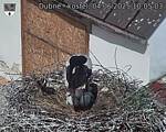 Capi_Dubne_20250604_100503.jpg