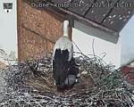 Capi_Dubne_20250604_101003.jpg