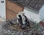 Capi_Dubne_20250604_102002.jpg