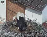 Capi_Dubne_20250604_102503.jpg