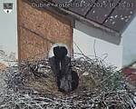 Capi_Dubne_20250604_103003.jpg
