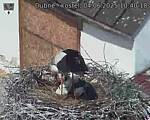 Capi_Dubne_20250604_104018.jpg