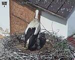 Capi_Dubne_20250604_105003.jpg