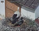 Capi_Dubne_20250604_105503.jpg