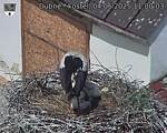 Capi_Dubne_20250604_110003.jpg