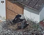 Capi_Dubne_20250604_110503.jpg