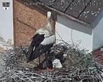 Capi_Dubne_20250604_111003.jpg