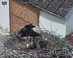 Capi_Dubne_20250604_112002.jpg