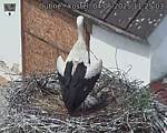 Capi_Dubne_20250604_112503.jpg