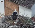 Capi_Dubne_20250604_113003.jpg