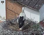 Capi_Dubne_20250604_113503.jpg