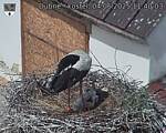 Capi_Dubne_20250604_114003.jpg